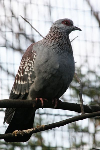 Fil:Columba guinea.jpg