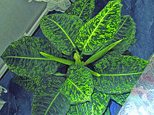 Dieffenbachia-01.jpg