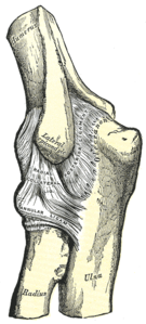 Vänster armbågsled med de bakre och radiala kollaterala ligamenten.