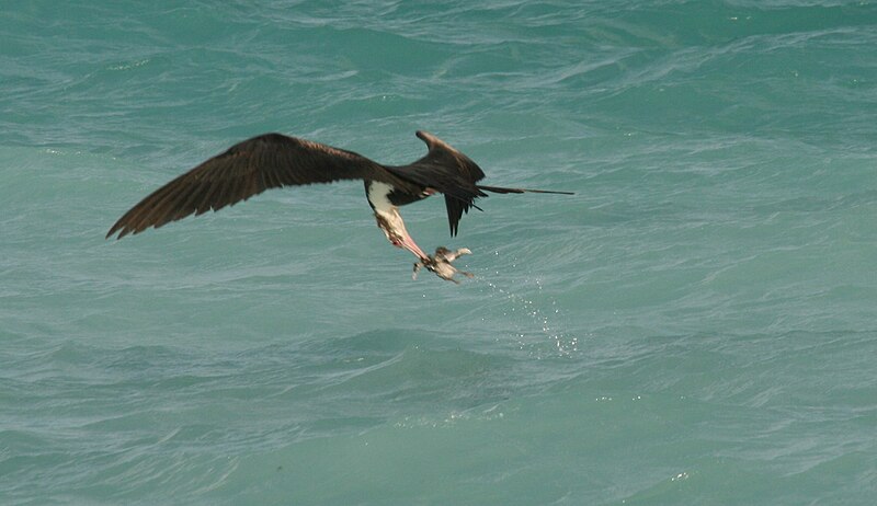 Fil:Frigatebird snatch.JPG