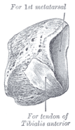 Anteromedial vy