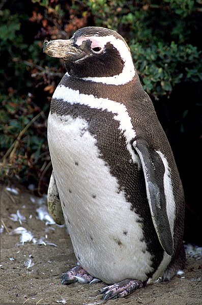 Fil:Magellanic-penguin02.jpg