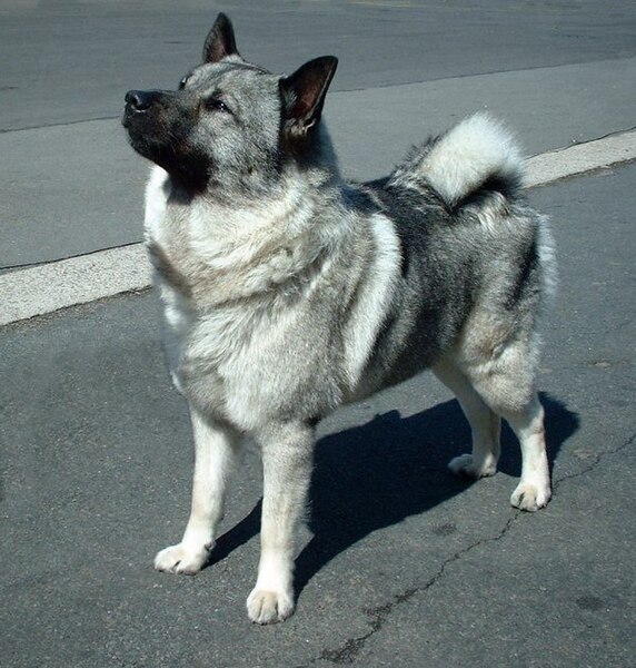 Fil:Norwegian Elkhound 600.jpg