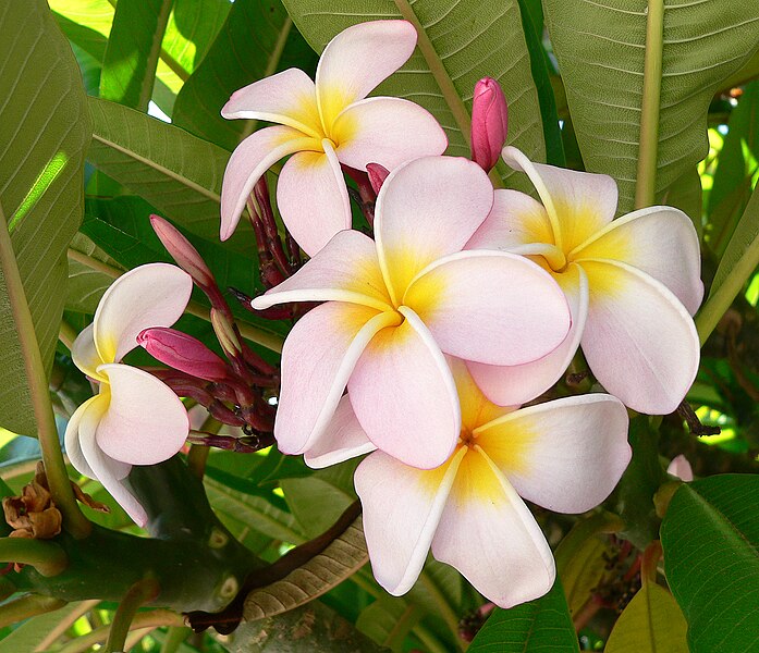 Fil:Plumeria (Frangipani).jpg