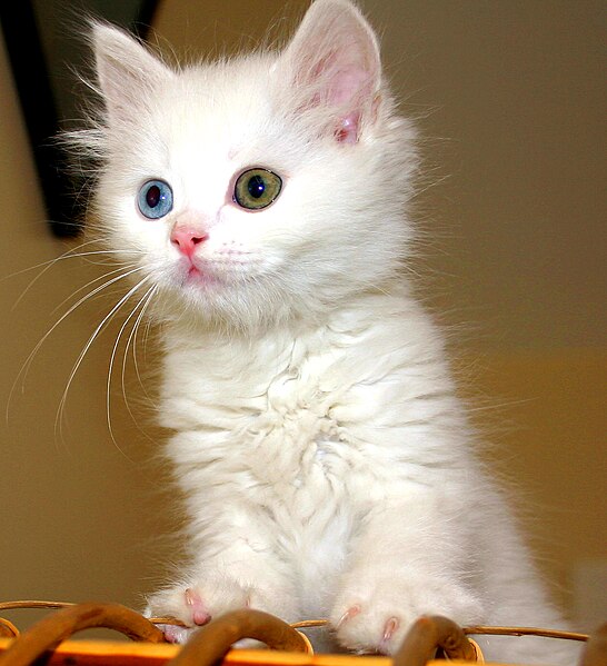 Fil:Turkish Van Cat.jpg