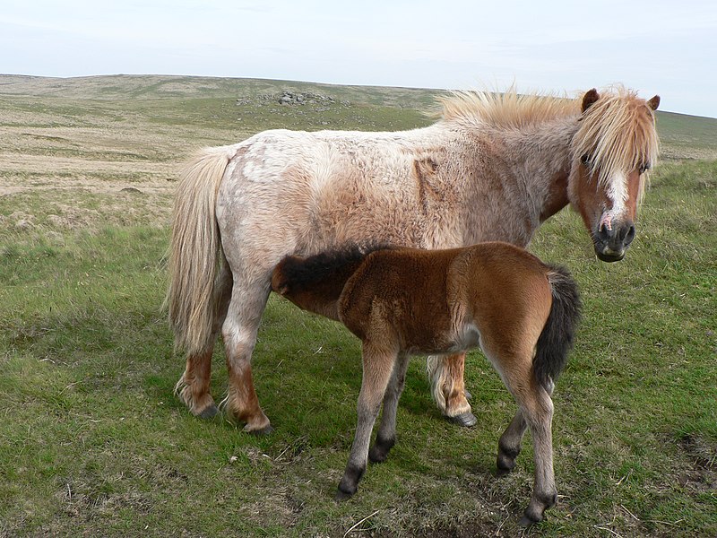 Fil:Dartmoor Ponies.jpg