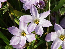 Vårlilja (I. uniflorum)