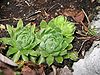Jovibarba globifera subsp hirta.jpg