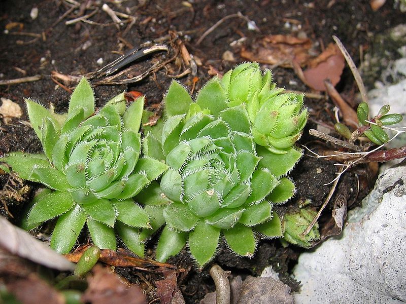Fil:Jovibarba globifera subsp hirta.jpg