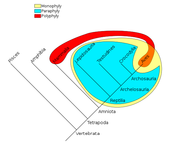 Fil:Phylogenetic-Groups.svg