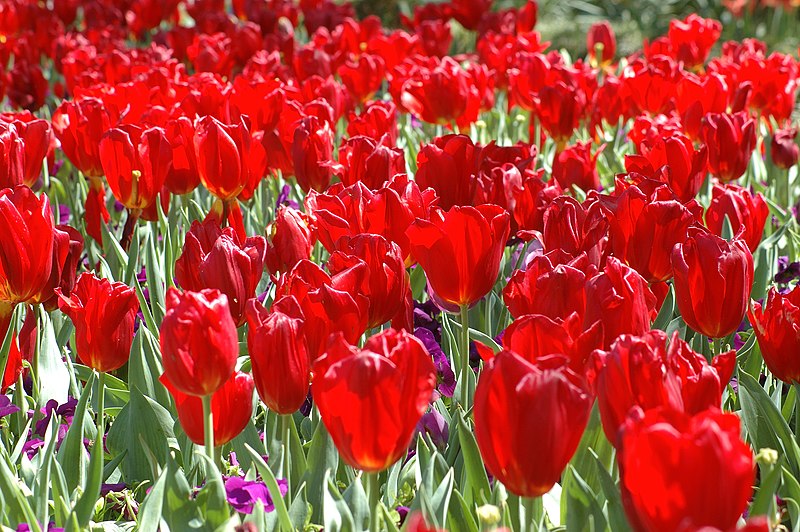 Fil:Red Tulips.jpg