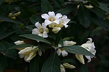 Klockgardenia (R. globosa)