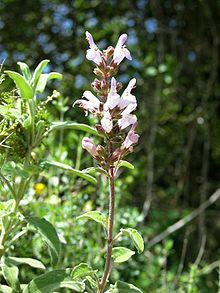 Busksalvia (Salvia fruticosa)