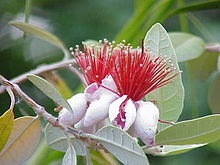 Feijoa (A. sellowiana)