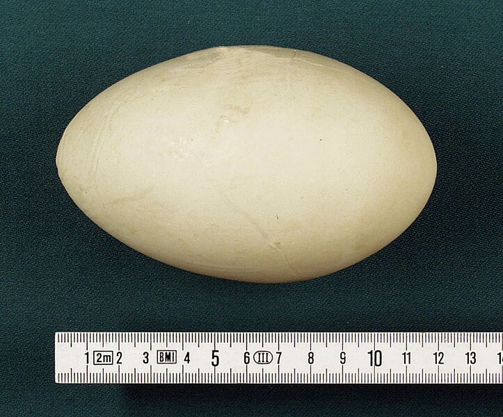 Fil:Aptenodytes patagonicus egg hg.jpg