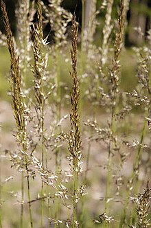 Calamagrostis.arundinacea.jpg