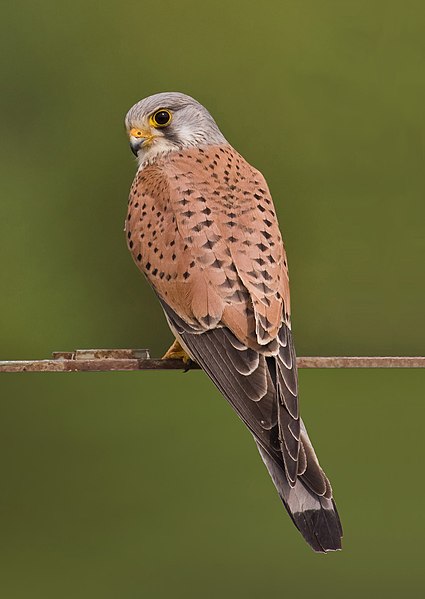 Fil:Common kestrel falco tinnunculus.jpg