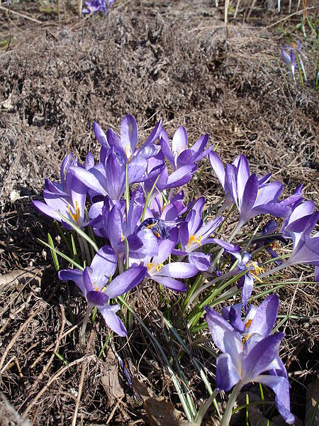 Crocus tommasinianum1UME.jpg