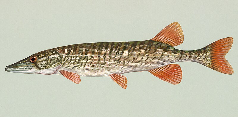 Fil:Esox americanus americanus.jpg