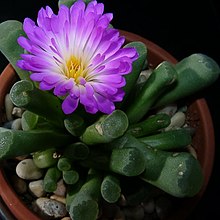 Frithia pulchra