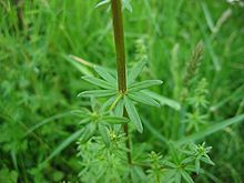 Galium album blatt.jpeg