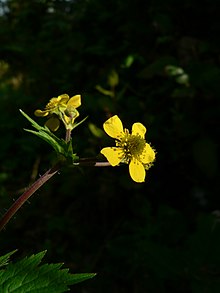 Geum macrophyllum 10101.JPG