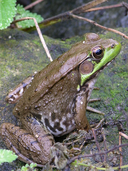 Fil:Green Frog Rana clamitans 2448px.jpg