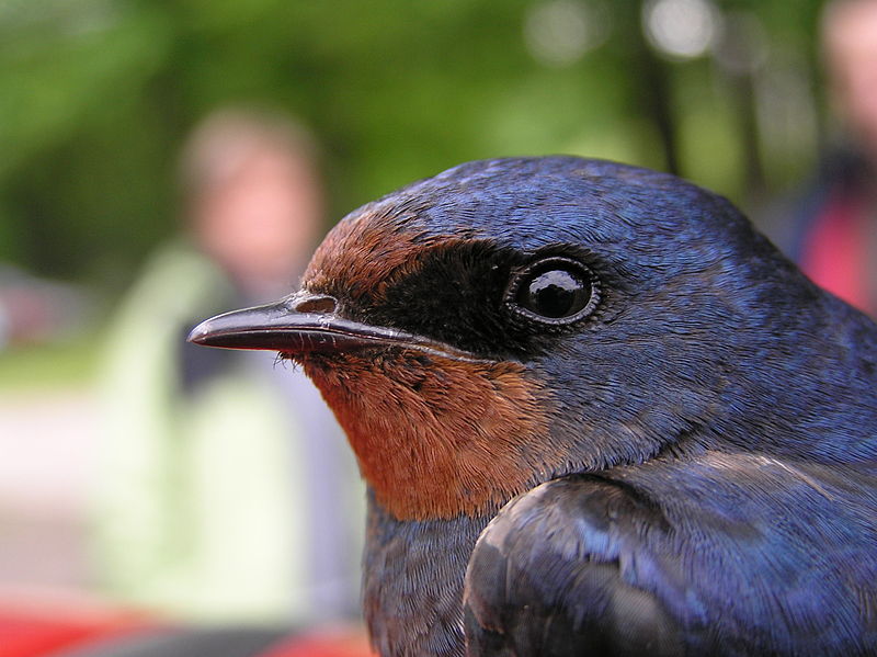 Fil:Hirundo rustica beentree.jpg