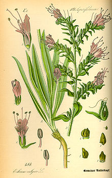 Blåeld (Echium vulgare)