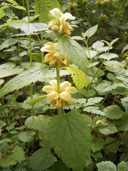 Fil:Lamium galeobdolon plant.jpg