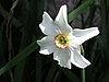 Narcissus poeticus.jpg