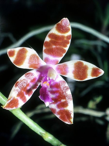 Fil:Phalaenopsis mariae Orchi 12.jpg