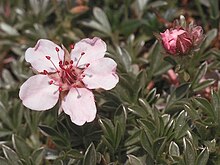 Potentilla nitida2LEST.jpg