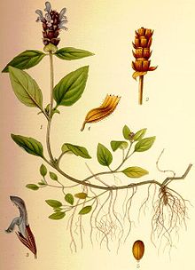 Prunella vulgaris brunört.jpg