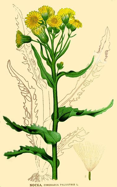 Fil:Tephroseris palustris.jpg