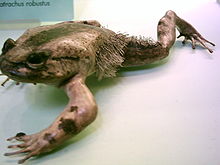 hårgroda, Trichobatrachus robustus