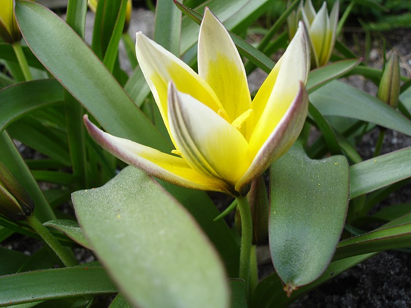 Fil:Tulipa tarda1UME.jpg