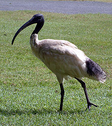 Australisk helig ibis (Threskiornis molucca)