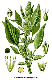 Cleaned-Illustration Amaranthus retroflexus.jpg