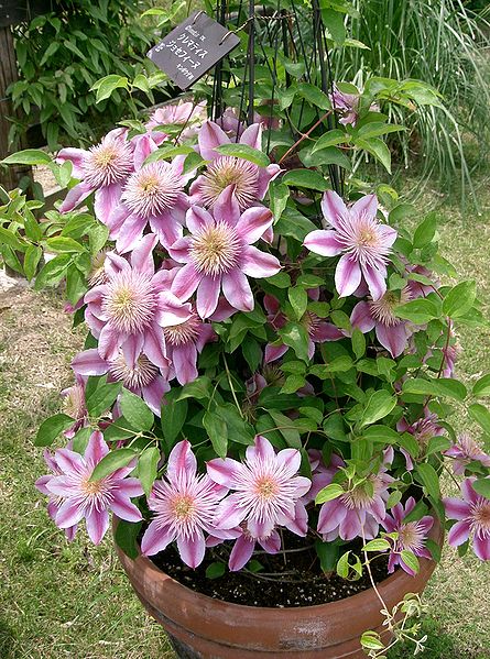 Fil:Clematis Josephine2.jpg