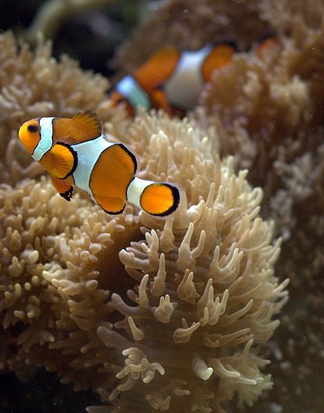 Fil:Clownfish in aquarium.jpg