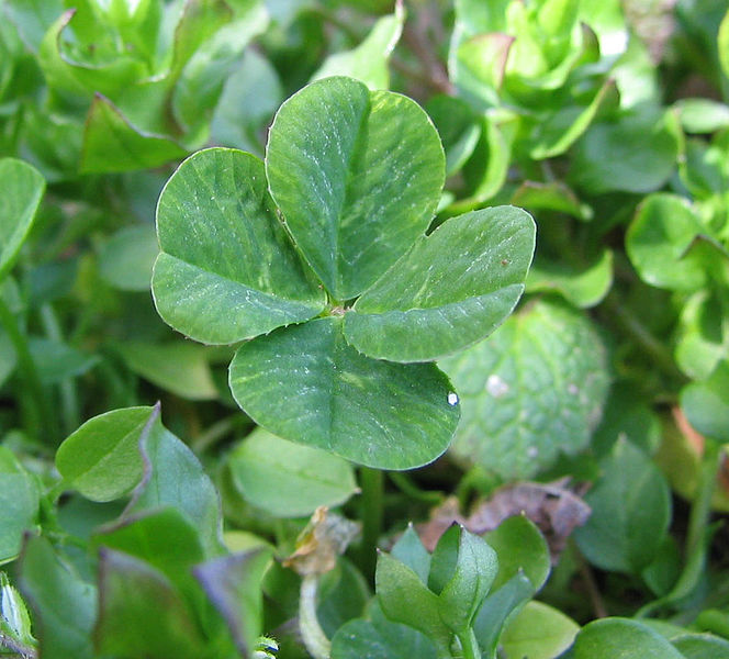 Fil:Four-leaf clover.jpg