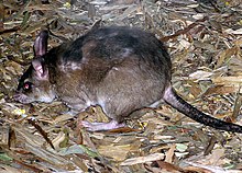 Fil:Malagasy.giant.rat.arp.jpg