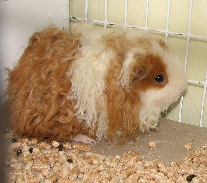 Fil:Texel guinea pig.jpg