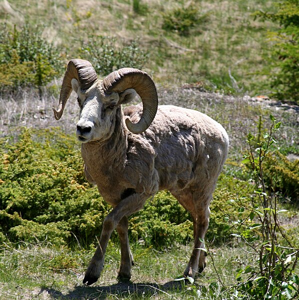 Fil:BigHorn Sheep in Alberta CA.jpg