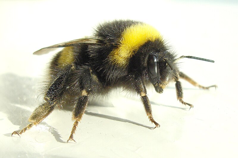 Fil:Bumblebee 2007-04-19.jpg