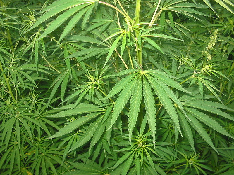 Fil:Cannabis 01 bgiu.jpg