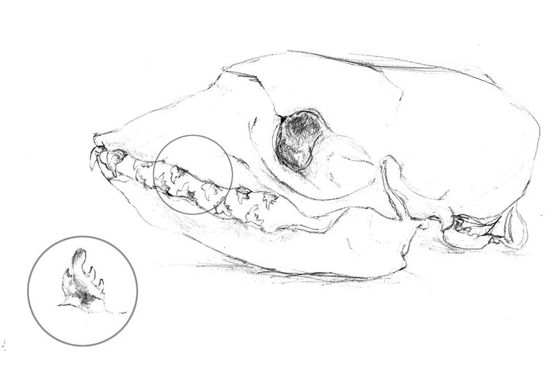 Fil:Lobodon teeth.jpg