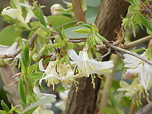 Lonicera fragrantissima1.jpg