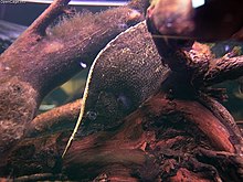 Bladfisk (Monocirrhus polyacanthus)